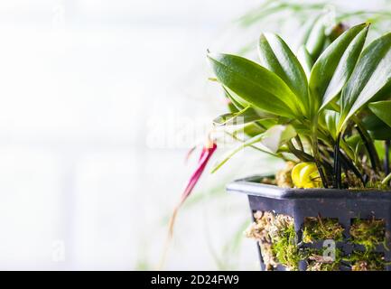 Nahaufnahme der Masdevallia Orchidee in Blüte. Miniatur-Orchideen Stockfoto