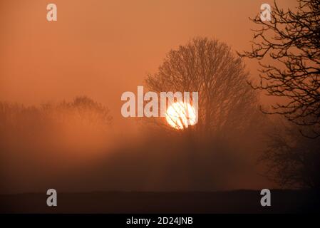 Die Sonne geht hinter Bäumen auf diesem Foto, das an einem kalten Wintermorgen aufgenommen wurde Stockfoto