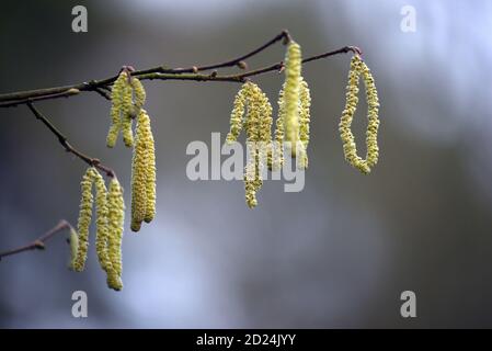 Kätzchen auf einem Ast sind ein frühes Zeichen des Frühlings, auf diesem Foto, das Ende Januar in Surrey aufgenommen wurde Stockfoto