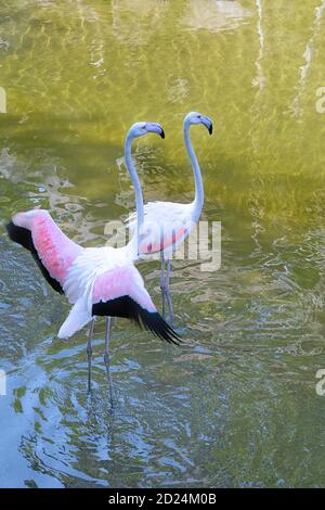 Zwei von großen Flamingos (Phoenicopterus roseus), zu Fuß in einem Fluss Stockfoto