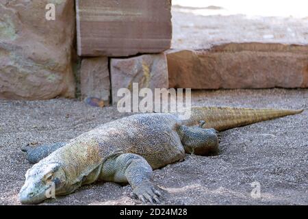 Gefangener Komodo-Drache (Varanus komodoensis) in Ruhe Stockfoto