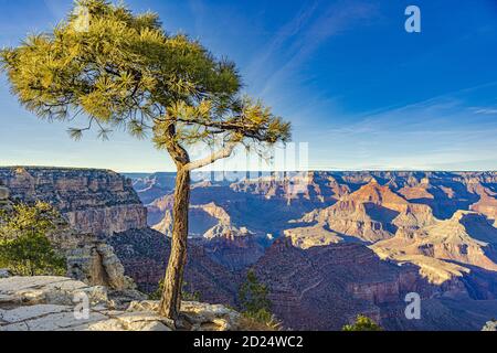 Closeup of a pine tree with the beautiful Grand Canyon National Park in the background Stockfoto