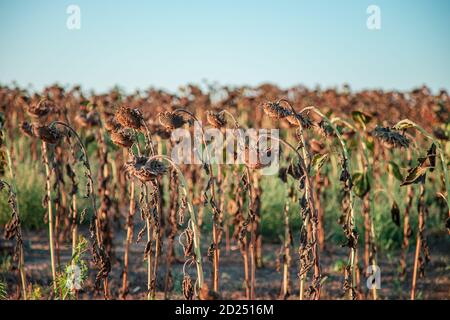 Reife getrocknete, reife Sonnenblumen auf einem Bauernhof Feld warten auf die Ernte an einem sonnigen Tag. Feldfrüchte. Stockfoto