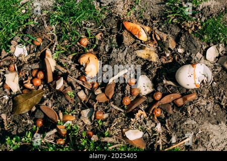 Kompost Aus Verschütteten Lebensmittelabfällen Auf Boden, Humus, Gülle. Verrottende Küchenschrott Mit Früchten Müllabfall Verwandelt Sich In Organische Dünger Boden Stockfoto