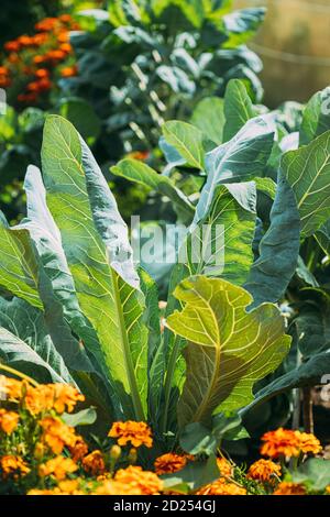 Nahaufnahme Ansicht Der Grünen Blätter Des Blumenkohls Im Garten Bett Im Sonnigen Sommertag Stockfoto