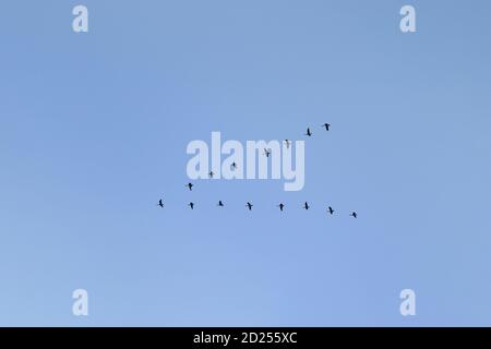 Eine Herde Kanadagänse (Branta canadensis) Fliegt in perfekter V-Formation gegen einen blauen Himmel Stockfoto