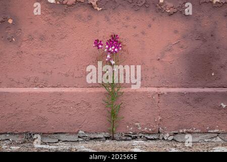 Kleine lila Blume wächst aus einem Riss im Bürgersteig, gegen eine alte rosa Wand Stockfoto