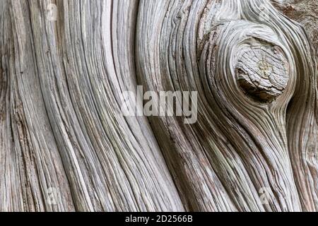 Trockene, graue, alte, abgestorbene Holzstruktur Stockfoto