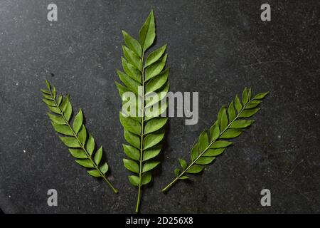 Curryblätter auf einem Hintergrund Stockfoto