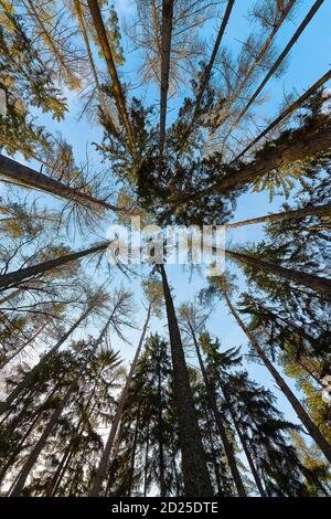 Hohen Kiefern Stockfoto