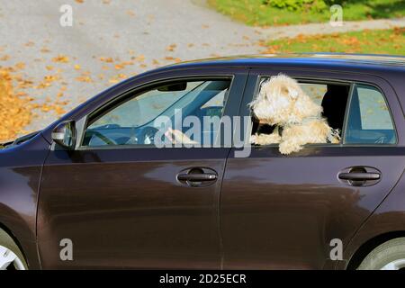 Niedlicher und neugieriger Hund reist auf dem Rücksitz des Autos an einem schönen sonnigen Tag, Kopf und Pfoten heraus, Sicherheitsgurt befestigt. Stockfoto