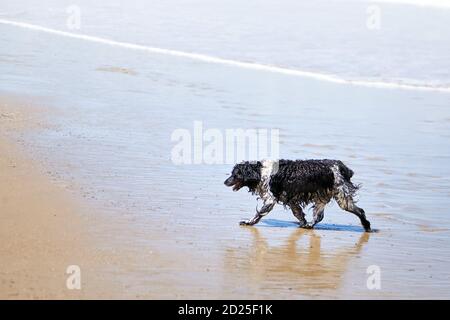 Nasser Hund zu Fuß entlang des Sandstrandes im Hintergrund Der Meereswelle Stockfoto