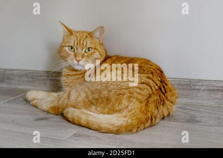 Nahaufnahme eines Ingwerkatzen, der auf dem Boden liegt. Graue Wand auf dem Hintergrund. Stockfoto