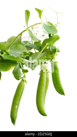 Isolierte süße Schoten von grünen Erbsen mit Blättern. Weißer Hintergrund. Stockfoto