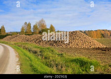 Großer Haufen geernteter Zuckerrüben, Beta vulgaris, im Feld an einem schönen Tag des Obtober. Südlich von Finnland. Stockfoto