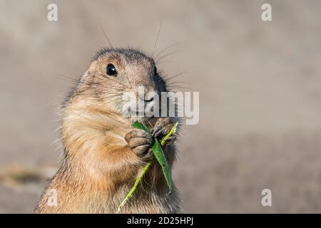 Nahaufnahme des Schwarzschwanz-Präriehundes (Cynomys ludovicianus) Essend Grashalm Stockfoto