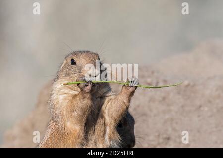 Nahaufnahme des Schwarzschwanz-Präriehundes (Cynomys ludovicianus) Essen Keulung / Grashalm Stockfoto