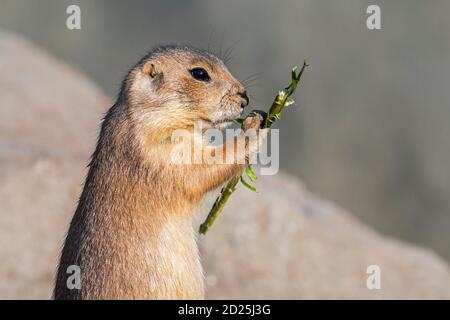 Nahaufnahme des Schwarzschwanz-Präriehundes (Cynomys ludovicianus) Essen Keulung / Grashalm Stockfoto