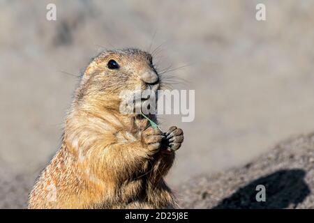 Nahaufnahme des Schwarzschwanz-Präriehundes (Cynomys ludovicianus) Essend Grashalm Stockfoto