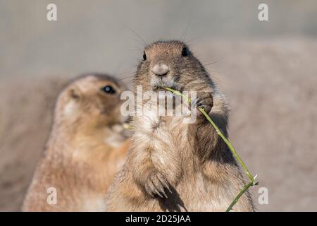 Nahaufnahme des Schwarzschwanz-Präriehundes (Cynomys ludovicianus) Essen Keulung / Grashalm Stockfoto