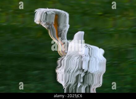 Abstrakte Reflexion des dalmatinischen Pelikans (Pelecanus crispus) Die Federn im Wasser des Teiches verpfeifen Stockfoto