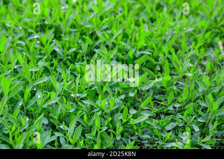 Polygonum aviculare Rasen Gras aus nächster Nähe. Stockfoto