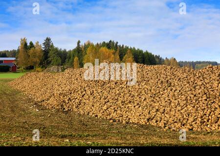 Großer Haufen geernteter Zuckerrüben, Beta vulgaris, im Feld an einem schönen Tag des Obtober. Südlich von Finnland. Stockfoto