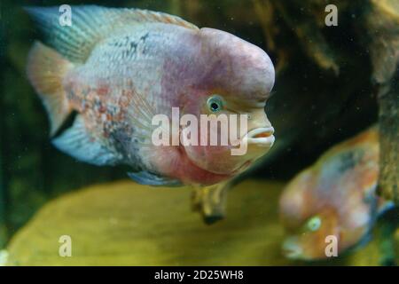 Cichlasoma Meeka Aquarienfische der Familie Cichlidae. Selektiver Fokus Stockfoto