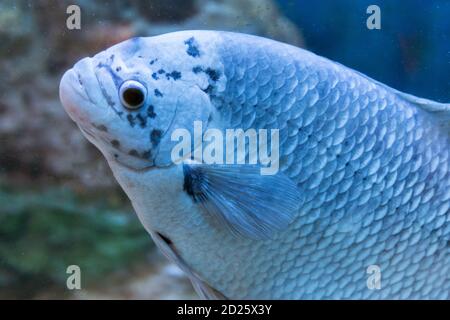 Fisch-Gurami-Marmor. Ein in Gefangenschaft gezüchteter Morph von Three Spot Gurami, bekannt als Opaline Gurami, auch bekannt unter dem lateinischen Namen Trichopodus trichopterus. Stockfoto