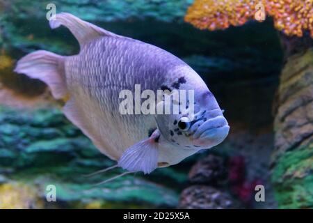 Fisch-Gurami-Marmor. Ein in Gefangenschaft gezüchteter Morph von Three Spot Gurami, bekannt als Opaline Gurami, auch bekannt unter dem lateinischen Namen Trichopodus trichopterus. Stockfoto