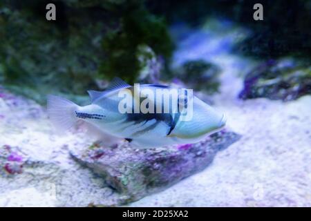 Lagune-Drückerfisch Rhinecanthus aculeatus, auch bekannt als die Blackbar Drückerfisch, Picasso-Drückerfisch in einem Aquarium. Stockfoto