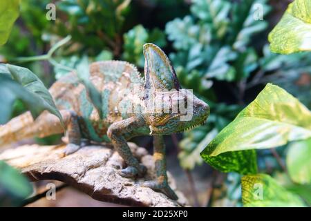 Mehrfarbige Chamäleon Nahaufnahme Reptil mit bunten hellen Haut. Exotisches Tropisches Haustier Stockfoto