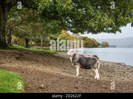 Coniston, Cumbria, Großbritannien. Oktober 2020. Ein Herdwick Mutterschafe am Ufer des Coniston Wasser, wo die Herbstfarben beginnen zu zeigen. Kredit: John Eveson/Alamy Live Nachrichten Stockfoto