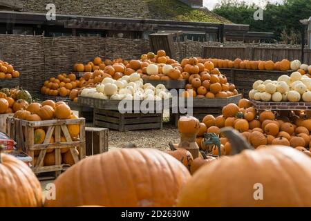 Stapel von Kürbissen zum Verkauf in einem britischen Gartencenter in Bereitschaft für Halloween. Stockfoto