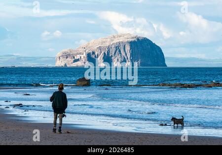 East Lothian, Schottland, Großbritannien, 6. Oktober 2020. UK Wetter: Herbstwetter am Ravensheugh Sands mit Blick auf die Bass Rock Gannet Kolonie strahlend weiß im Sonnenschein an einem luftigen Tag. Die Tölpel sollen bald nach ihrer Brutzeit abreisen. Eine Frau und ein Hund gehen am Strand spazieren Stockfoto