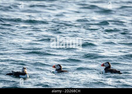 Skomer Island Papageientaucher auf See und Interaktion mit ihren Freunden auf Skomer Island, Pembrokeshire, der größten Papageientaucher-Kolonie im Süden Großbritanniens. Stockfoto