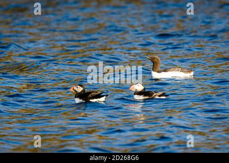 Skomer Island Papageientaucher auf See und Interaktion mit ihren Freunden auf Skomer Island, Pembrokeshire, der größten Papageientaucher-Kolonie im Süden Großbritanniens. Stockfoto