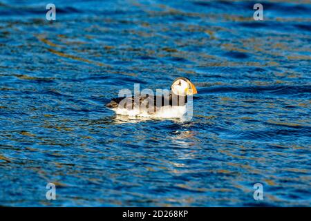 Skomer Island Papageientaucher auf See und Interaktion mit ihren Freunden auf Skomer Island, Pembrokeshire, der größten Papageientaucher-Kolonie im Süden Großbritanniens. Stockfoto