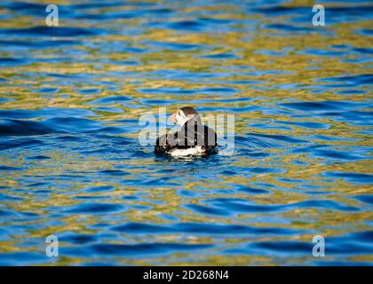 Skomer Island Papageientaucher auf See und Interaktion mit ihren Freunden auf Skomer Island, Pembrokeshire, der größten Papageientaucher-Kolonie im Süden Großbritanniens. Stockfoto