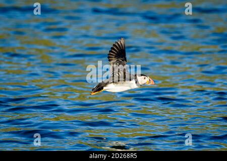 Skomer Island Papageientaucher auf See und Interaktion mit ihren Freunden auf Skomer Island, Pembrokeshire, der größten Papageientaucher-Kolonie im Süden Großbritanniens. Stockfoto