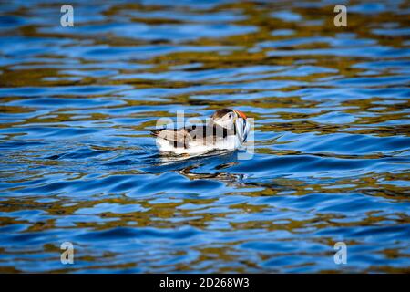 Skomer Island Papageientaucher auf See und Interaktion mit ihren Freunden auf Skomer Island, Pembrokeshire, der größten Papageientaucher-Kolonie im Süden Großbritanniens. Stockfoto