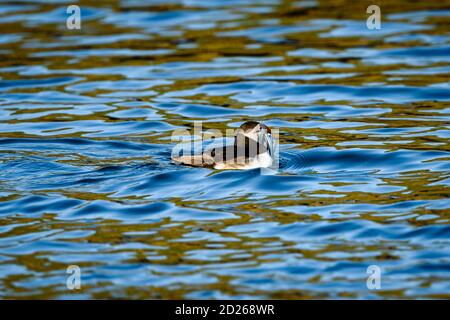 Skomer Island Papageientaucher auf See und Interaktion mit ihren Freunden auf Skomer Island, Pembrokeshire, der größten Papageientaucher-Kolonie im Süden Großbritanniens. Stockfoto