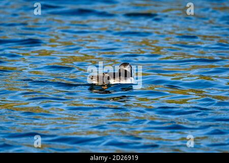 Skomer Island Papageientaucher auf See und Interaktion mit ihren Freunden auf Skomer Island, Pembrokeshire, der größten Papageientaucher-Kolonie im Süden Großbritanniens. Stockfoto