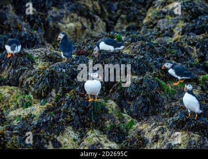 Skomer Island Papageientaucher auf See und Interaktion mit ihren Freunden auf Skomer Island, Pembrokeshire, der größten Papageientaucher-Kolonie im Süden Großbritanniens. Stockfoto