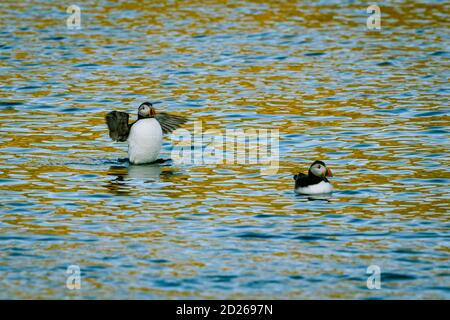 Skomer Island Papageientaucher auf See und Interaktion mit ihren Freunden auf Skomer Island, Pembrokeshire, der größten Papageientaucher-Kolonie im Süden Großbritanniens. Stockfoto