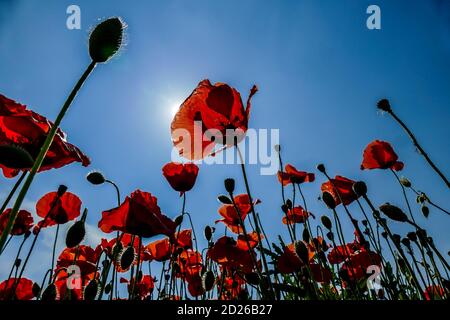 Rote Mohnblumen auf dem Hintergrund des blauen Himmels, digitales Bild in Italien, Europa aufgenommen Stockfoto