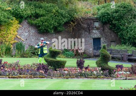 Glasgow, Schottland, Großbritannien. Oktober 2020. Wetter in Großbritannien. Ein Gärtner besäumt die spiralförmigen Baumkronen im ummauerten Garten des Bellahouston Park sorgfältig. Kredit: Skully/Alamy Live Nachrichten Stockfoto