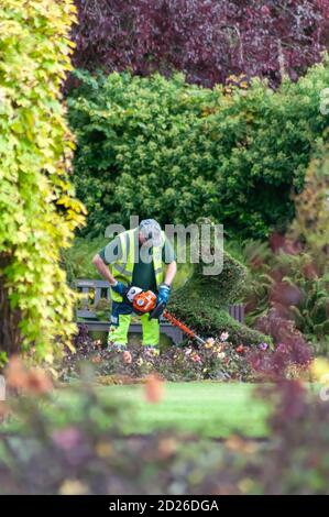 Glasgow, Schottland, Großbritannien. Oktober 2020. Wetter in Großbritannien. Ein Gärtner besäumt die spiralförmigen Baumkronen im ummauerten Garten des Bellahouston Park sorgfältig. Kredit: Skully/Alamy Live Nachrichten Stockfoto