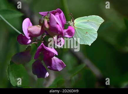 Gemeiner Schwefel-Schmetterling (Gonepteryx rhamni) auf den Blüten der breitblättrigen Erbse (Lathyrus latifolius). Stockfoto