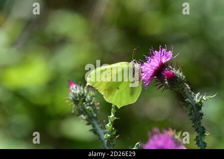 Gemeiner Schwefel-Schmetterling (Gonepteryx rhamni) auf Carduus-Blüten, auch bekannt als Plumeless Disteln. Stockfoto